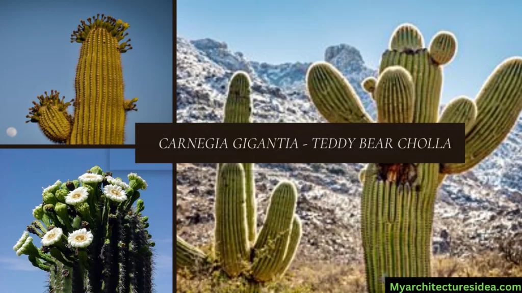 Carnegia Gigantia - Teddy Bear Cholla