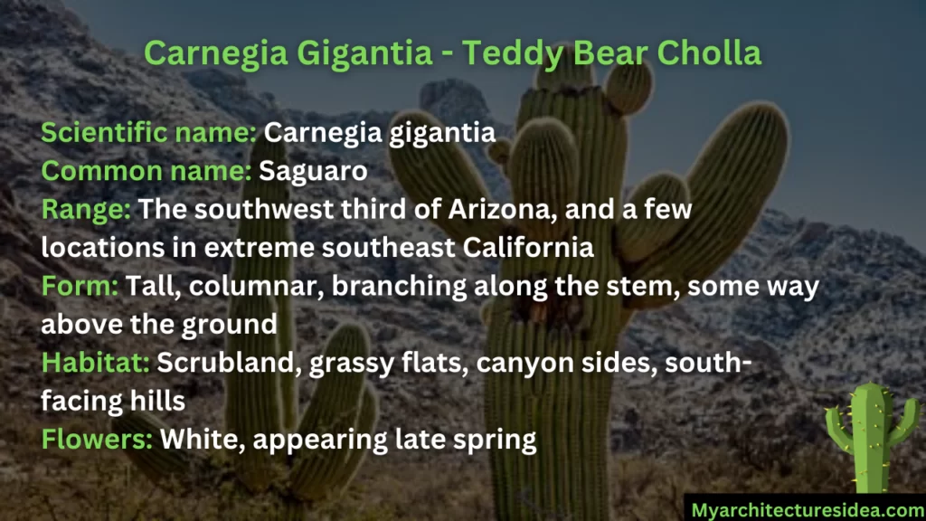 Carnegia Gigantia - Teddy Bear Cholla