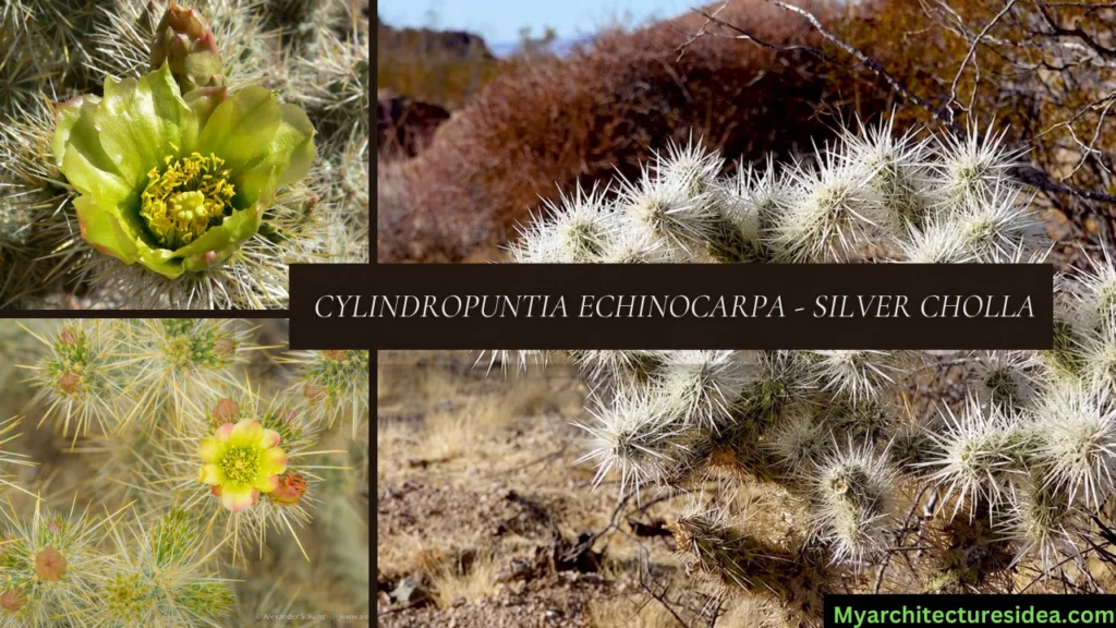 Cylindropuntia Echinocarpa - Silver Cholla