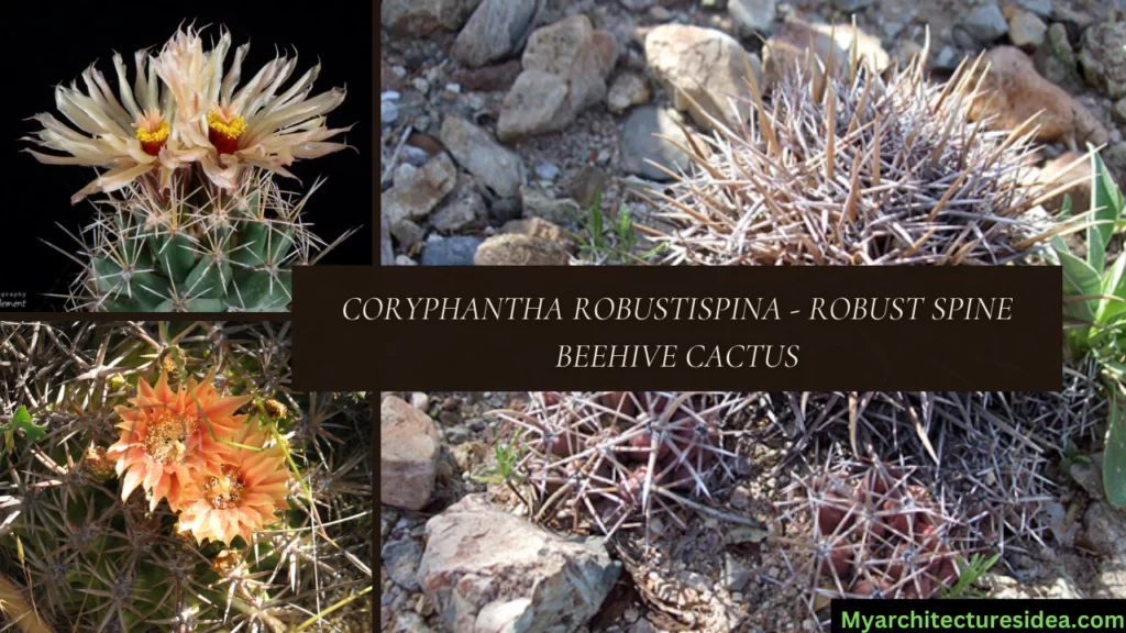 Coryphantha Robustispina - Robust Spine Beehive Cactus