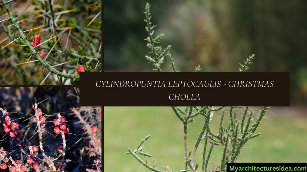 Cylindropuntia Leptocaulis - Christmas Cholla