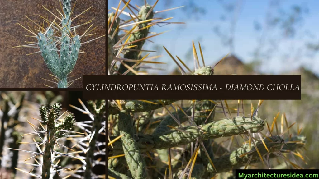  Cylindropuntia Ramosissima - Diamond Cholla