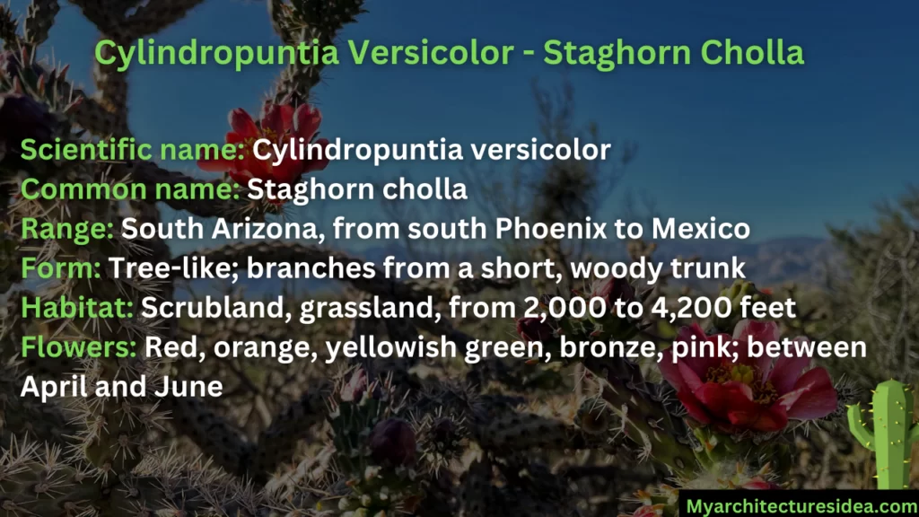 12. Cylindropuntia Versicolor - Staghorn Cholla