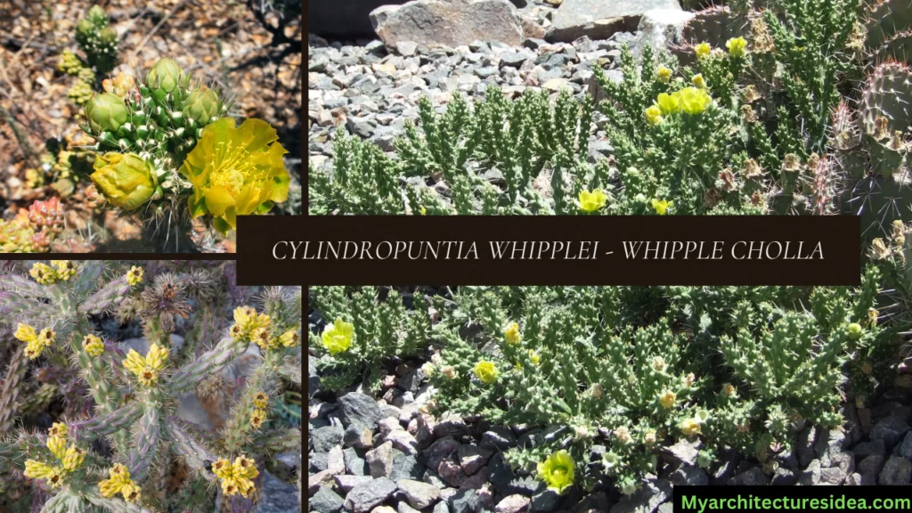 Cylindropuntia whipplei - Whipple Cholla