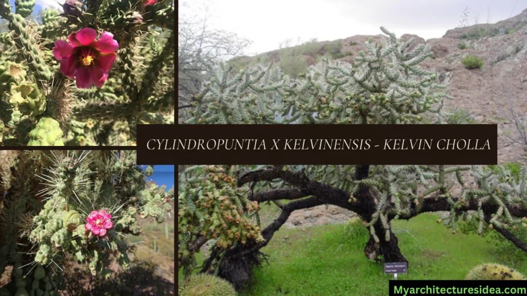  Cylindropuntia x kelvinensis - Kelvin Cholla