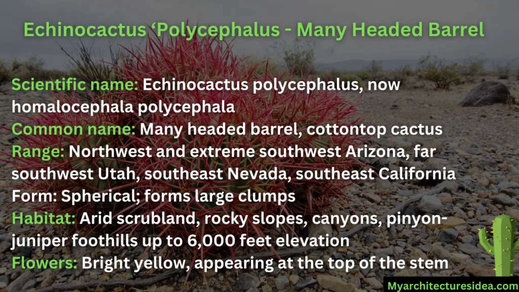 Echinocactus ‘Polycephalus - Many Headed Barrel