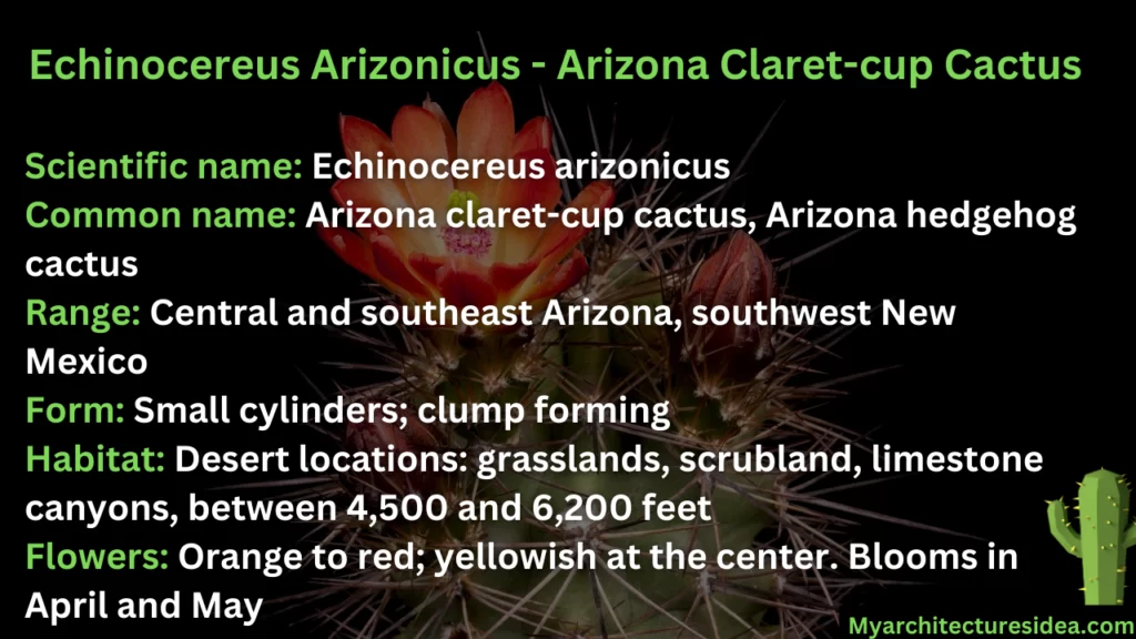 Echinocereus Arizonicus - Arizona Claret-cup Cactus