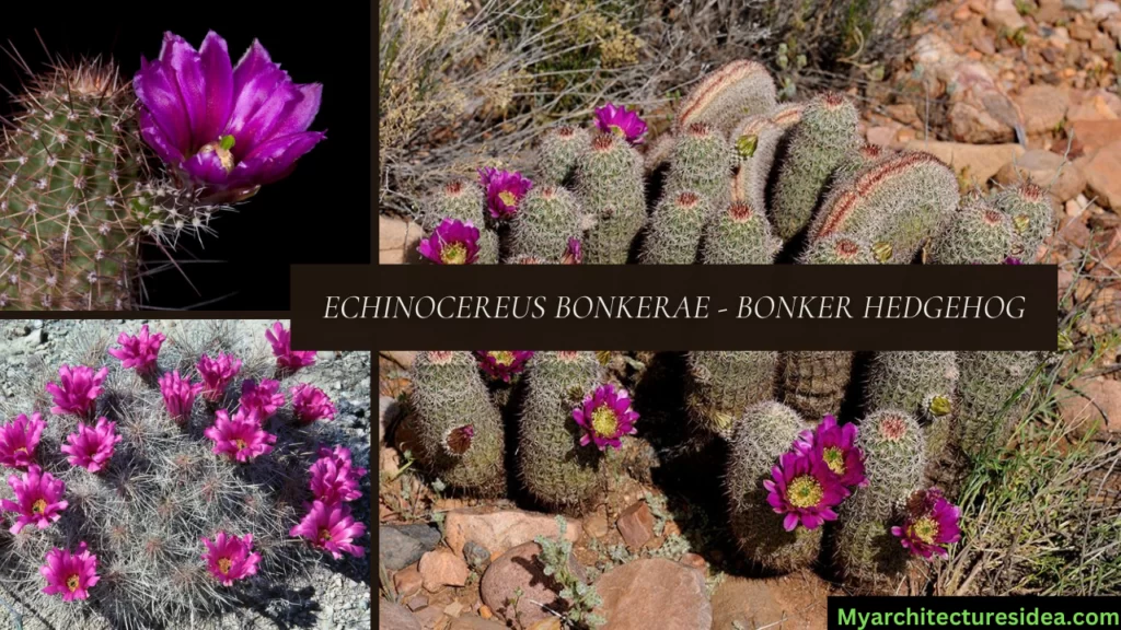 Echinocereus Bonkerae - Bonker Hedgehog