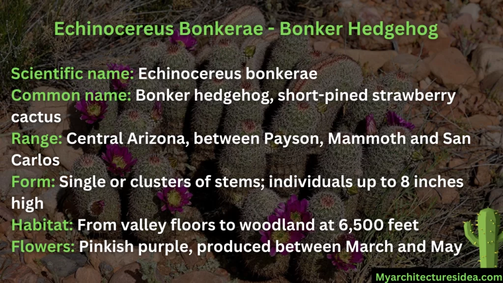 Echinocereus Bonkerae - Bonker Hedgehog