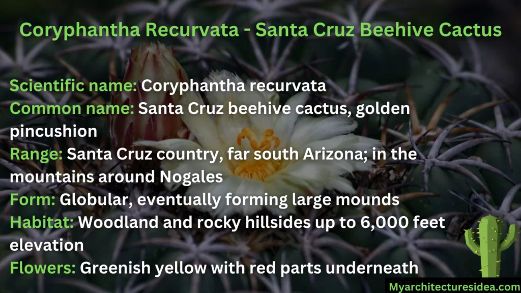 Coryphantha Recurvata - Santa Cruz Beehive Cactus