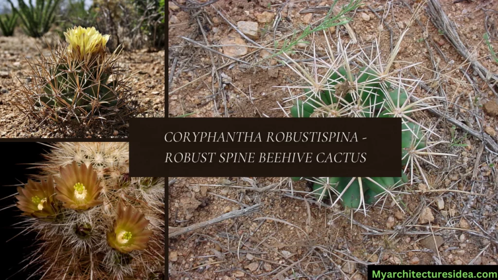 Coryphantha Robustispina - Robust Spine Beehive Cactus