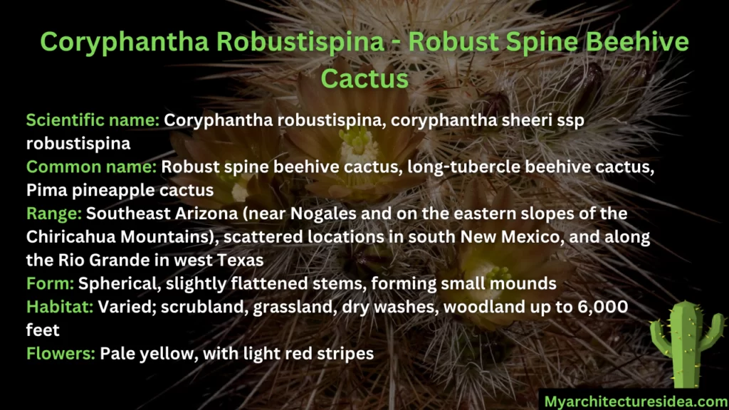 Coryphantha Robustispina - Robust Spine Beehive Cactus