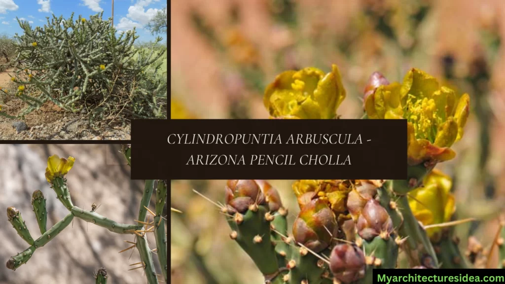 Cylindropuntia Arbuscula - Arizona Pencil Cholla