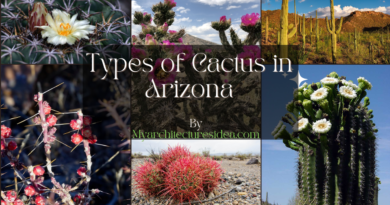 Types of Cactus in Arizona