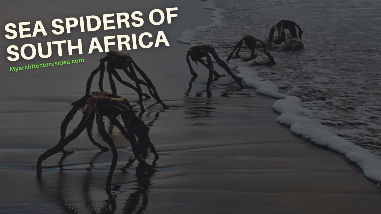 An Insider's Vie­w Sea Spiders of South Africa