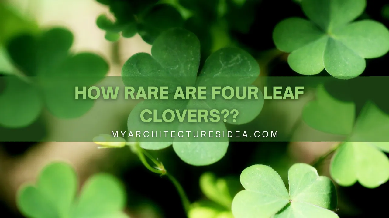 How Rare Are Four Leaf Clovers